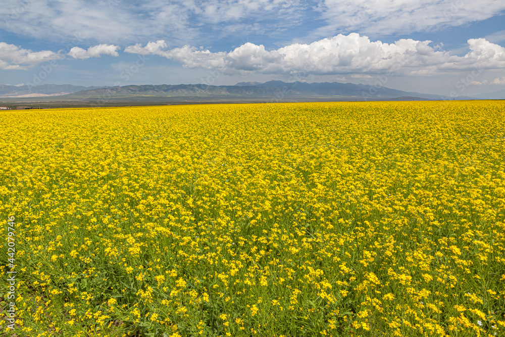 Vast field of blooming rapeseed with mountains in the background, Qinghai province, China