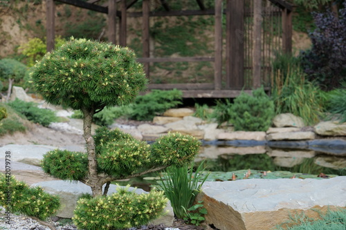 landscape design in the style of a Japanese garden