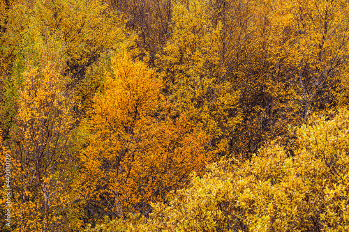 Forest with Birch trees in autumn colors in Iceland 