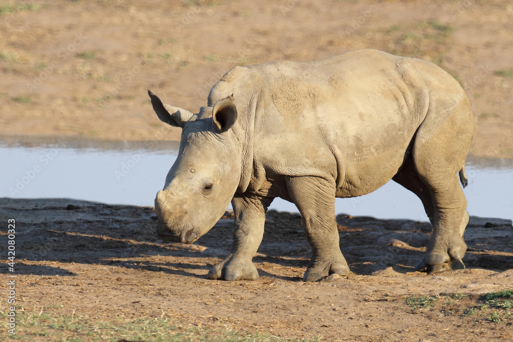 Obraz premium Breitmaulnashorn / Square-lipped rhinoceros / Ceratotherium Simum.