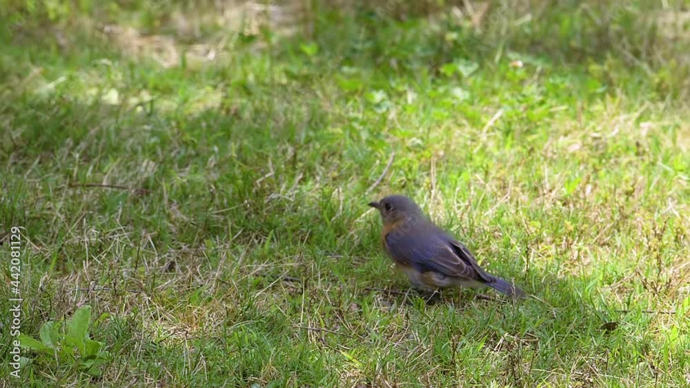 Eastern bluebird flying off of grassy ground after finishing a meal. Slow footage. Eastern bluebird flying off of grassy ground after finishing a meal. Slow footage.