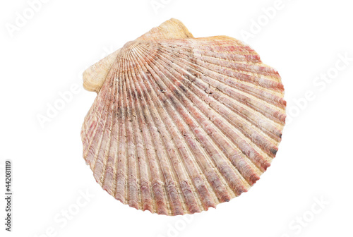 Large shell isolated on white background