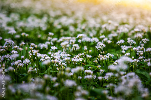 Mecsek, Hungary - Field of white wild garlic flowers (Allium ursinum or Ramsons) blooming in the forest of Mecsek at springtime with selective focus, blurry foreground and background