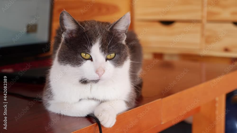 A cat is sitting on a wooden table. Yellow eyes. The laptop in the background is on. Close-up. A cat is sitting on a wooden table. Yellow eyes. The laptop in the background is on. Close-up.