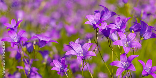Fototapeta Naklejka Na Ścianę i Meble -  Blooming summer field, covered with violet bell flowers. Widescreen landscape, colorful background of campanulas in blossom.