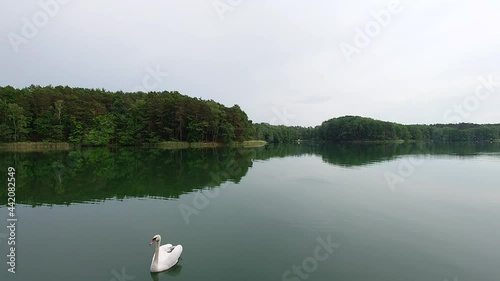 A swan swims on the Lagowskie Lake in Lagow, Swiebodzin County in Poland photo