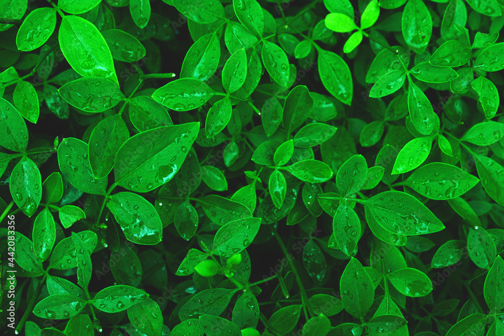 Fototapeta premium Green leaves texture background with water drops. Forest, tree, abstract background