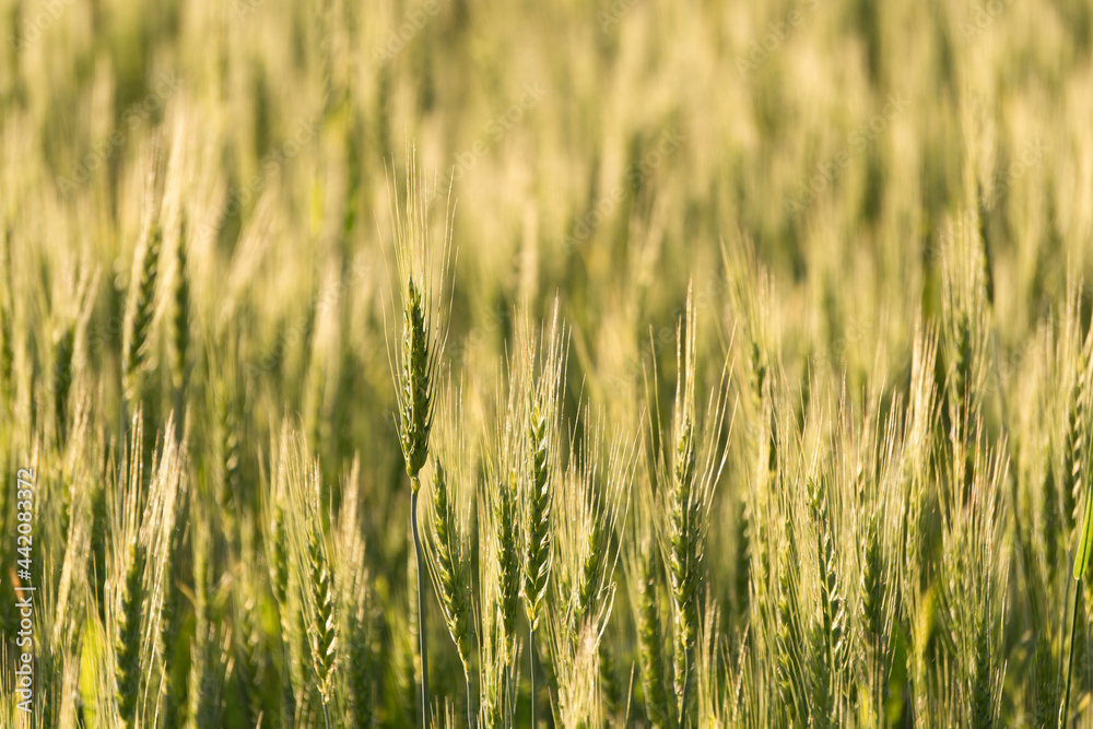 Wheat field background. Wheat harvest on a summer sunny field. Agriculture, rye farming and growing bio eco food concept Wheat field background. Wheat harvest on a summer sunny field. Agriculture, rye farming and growing bio eco food concept