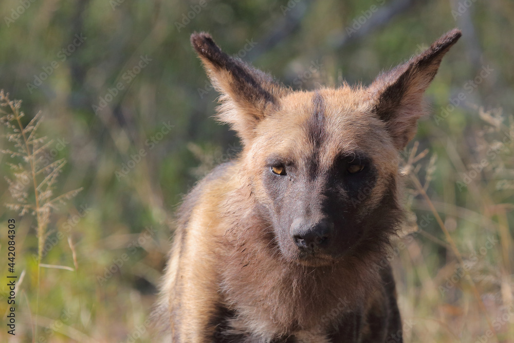 Afrikanischer Wildhund / African wild dog / Lycaon pictus. Afrikanischer Wildhund / African wild dog / Lycaon pictus.