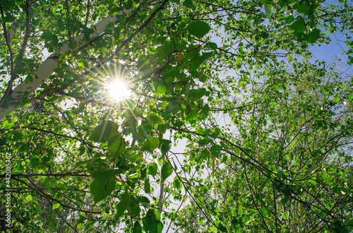 Summer sun shiny rays through canopy of tall Birch trees. Tree branches with green foliage. Blue sky