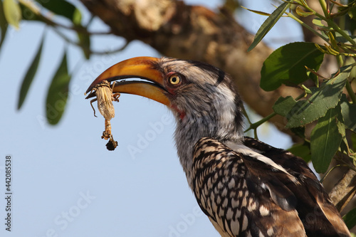 .Südlicher Gelbschnabeltoko / Southern yellow-billed hornbill / Tockus leucomelas photo