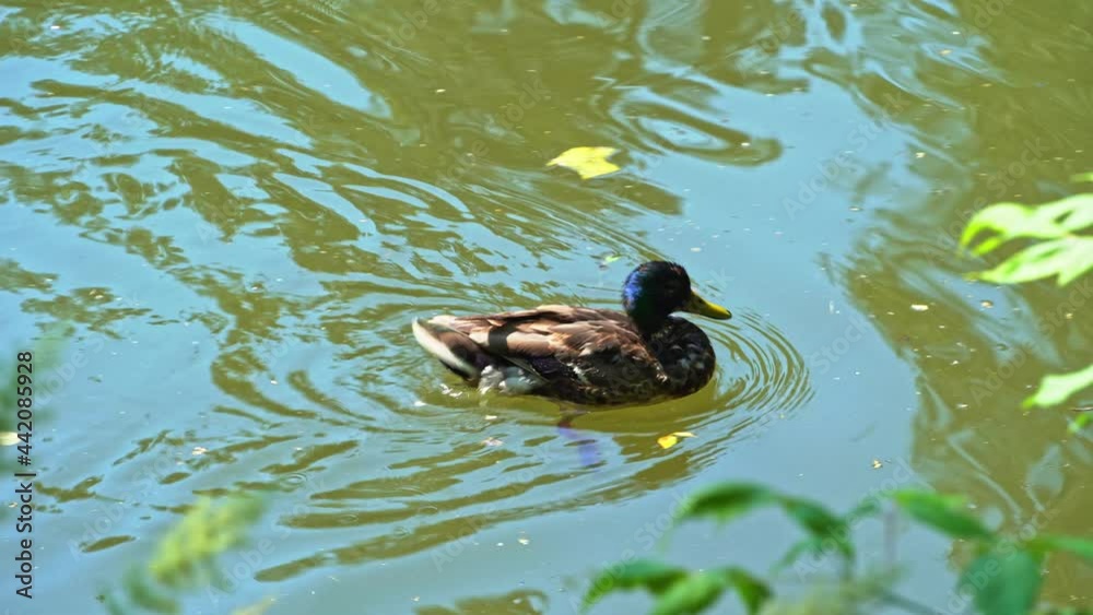 Close-up portrait of a wild duck floating in a pond. The behavior of the mallard in the wild. Waterfowl in natural habitat. Close-up portrait of a wild duck floating in a pond. The behavior of the mallard in the wild. Waterfowl in natural habitat.