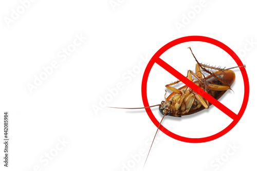Dead cockroaches with red prohibition sign on white background. Pest control