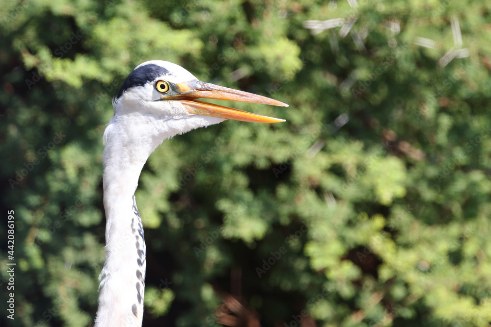 Afrikanischer Graureiher / Grey heron / Ardea cinerea Afrikanischer Graureiher / Grey heron / Ardea cinerea