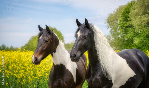 Two horses side by side, warmblood baroque type, barock pinto black-and-white tobiano patterned, a two-year old filly and its mother, head portrait in a yellow flowering field of rapeseed, Germany  photo
