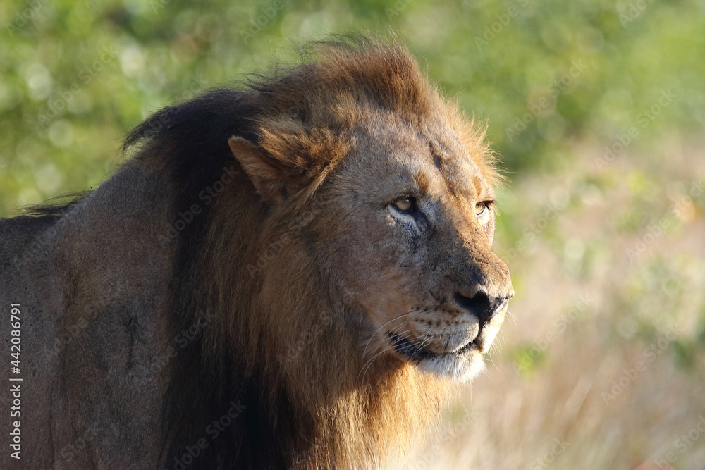 Afrikanischer Löwe / African lion / Panthera leo. Afrikanischer Löwe / African lion / Panthera leo.