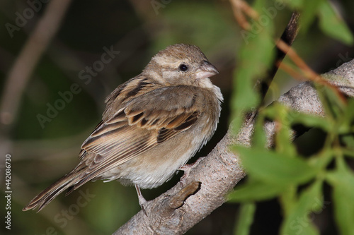 Hausspatz / House sparrow / Passer domesticus