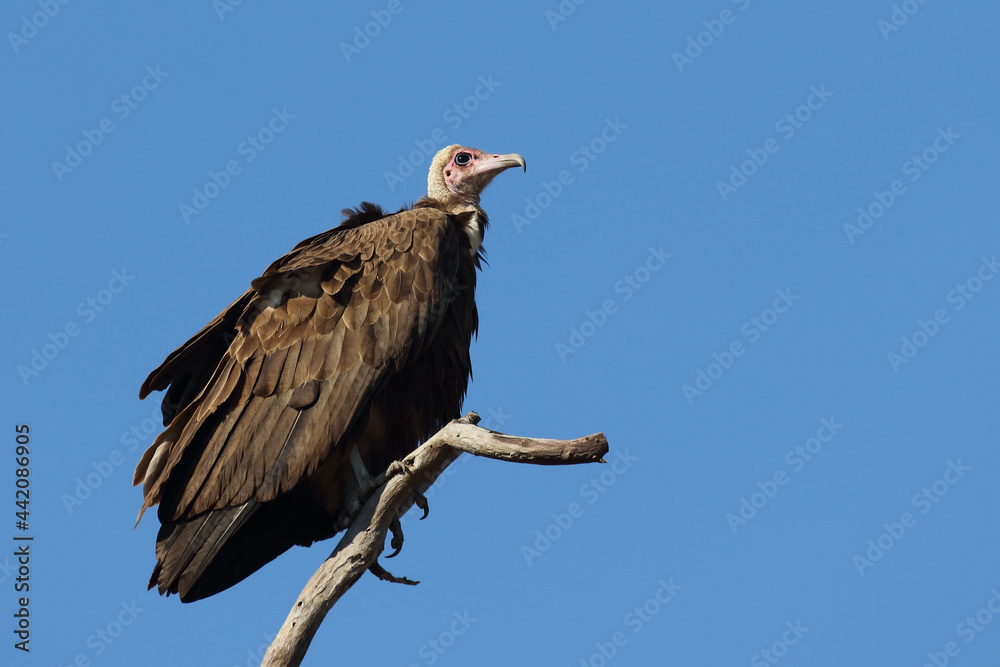 Kappengeier / Hooded vulture / Necrosyrtes manachus. Kappengeier / Hooded vulture / Necrosyrtes manachus.