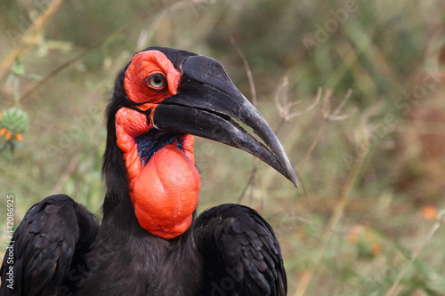 Kaffernhornrabe / Southern ground hornbill / Bucorvus leadbeateri photo