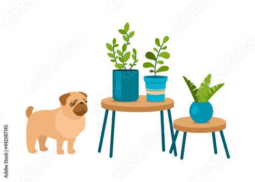 Houseplants on interior tables and dog. Pug looks at exotic flowers in pots. Scandinavian blue flowerpots of various geometric shapes. Modern style of indoor decor. Vector cartoon illustration