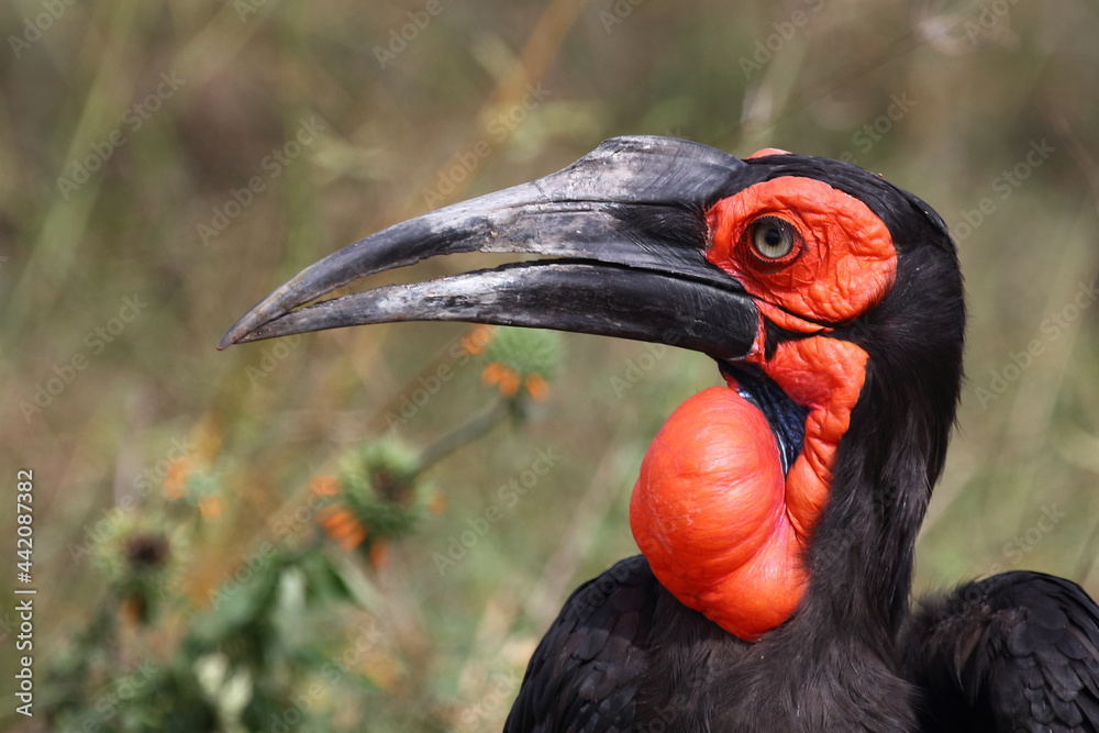 Fototapeta premium Kaffernhornrabe / Southern ground hornbill / Bucorvus leadbeateri