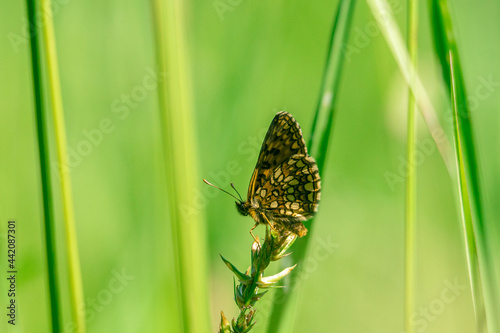 Butterfly on plant and green background photo