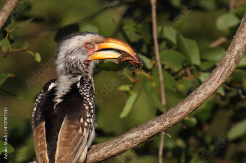 Südlicher Gelbschnabeltoko / Southern yellow-billed hornbill / Tockus leucomelas