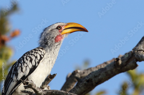 Südlicher Gelbschnabeltoko / Southern yellow-billed hornbill / Tockus leucomelas photo