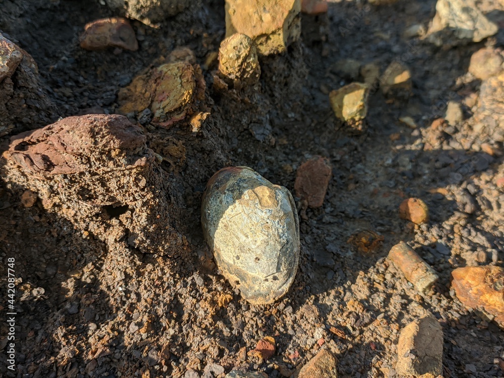 Marine Animal Fossil in the Former Excavation of Coal Mine in South Kalimantan