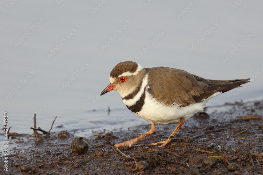 Dreibandregenpfeifer / Three-banded plover or Three-banded sandplover / Charadrius tricollaris Dreibandregenpfeifer / Three-banded plover or Three-banded sandplover / Charadrius tricollaris