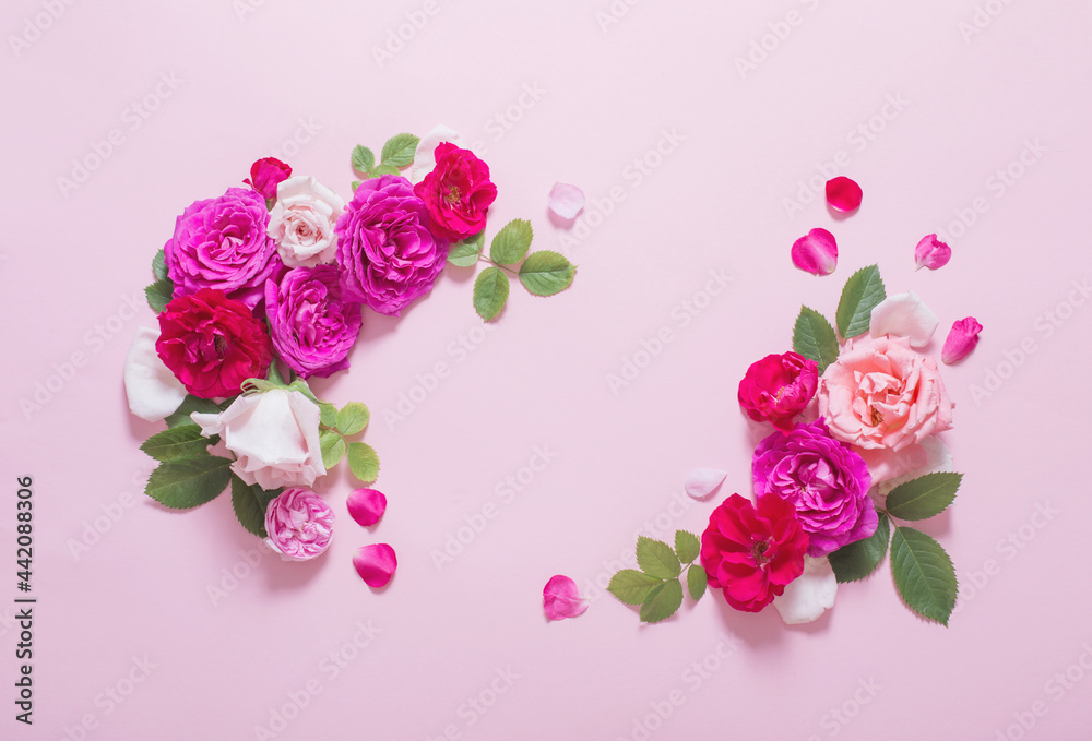 beautiful roses on pink paper background beautiful roses on pink paper background
