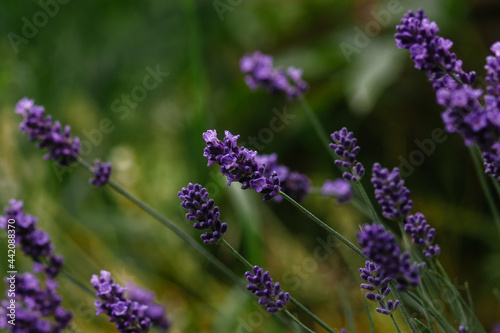 lavender flowers