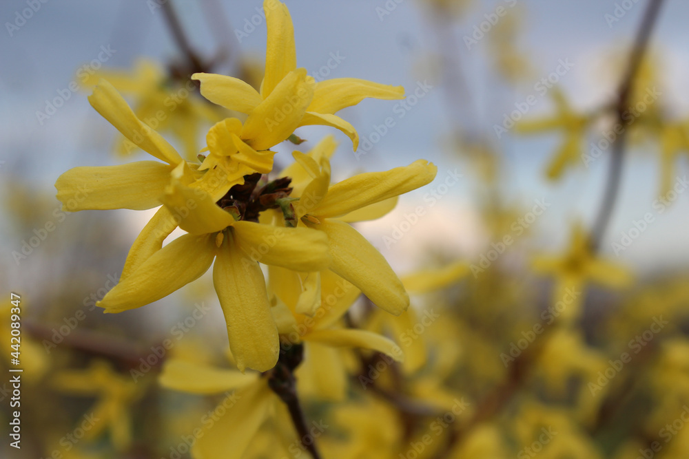Fototapeta premium A branch of blooming forsythia against the blue sky. Yellow flowers on a bush in early spring before Easter. Macro background