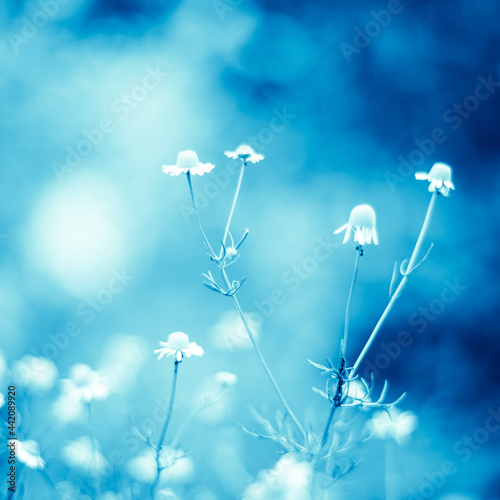 Lovely white chamomile flowers grow in a mystical blue garden