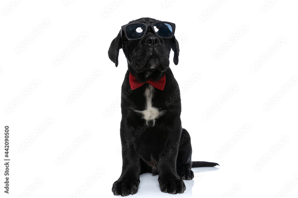 cool seated cane corso dog wearing sunglasses cool seated cane corso dog wearing sunglasses