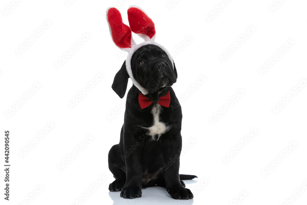 cute cane corso dog with bunny ears is looking away