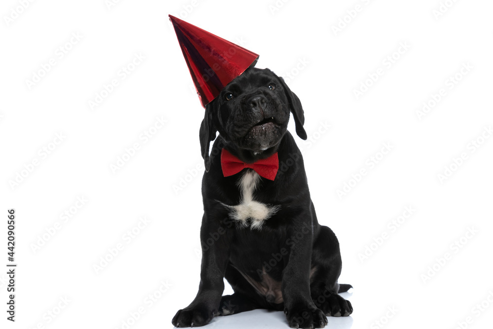 cute cane corso dog with a birthday hat falling off cute cane corso dog with a birthday hat falling off