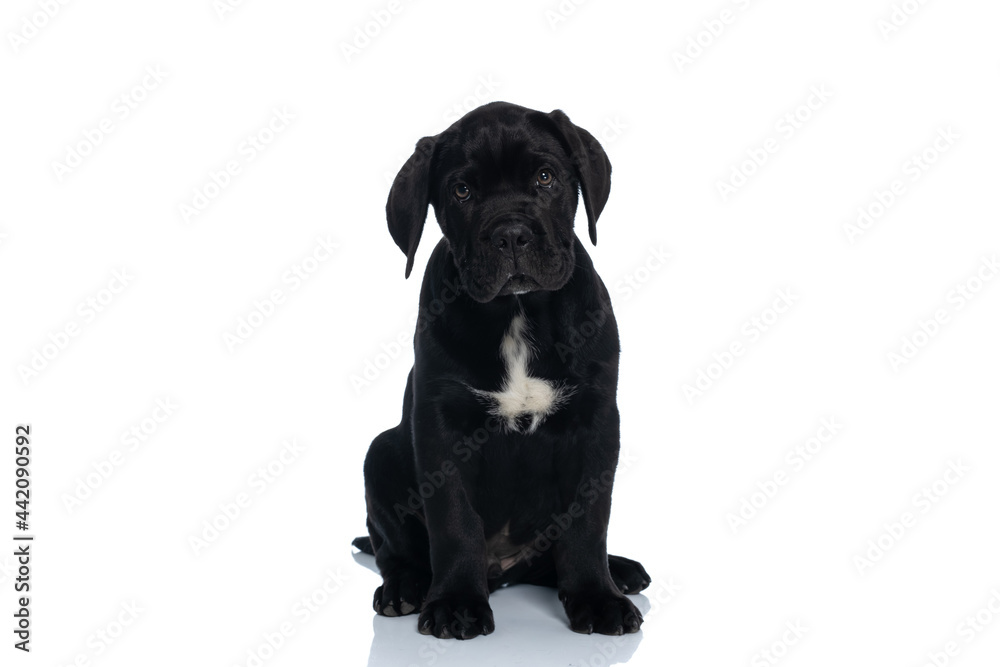 seated beautiful cane corso dog looking at the camera seated beautiful cane corso dog looking at the camera