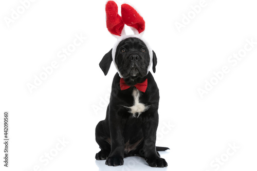 Fototapeta Naklejka Na Ścianę i Meble -  adorable seated cane corso dog wearing bunny ears