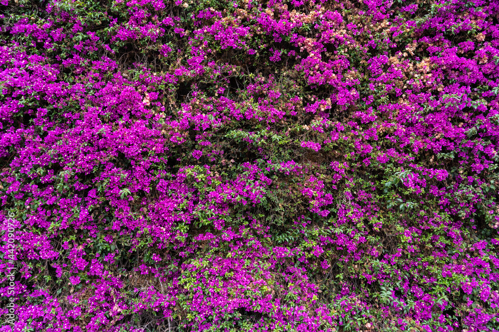 Pink Purple Flowers Blooming Background