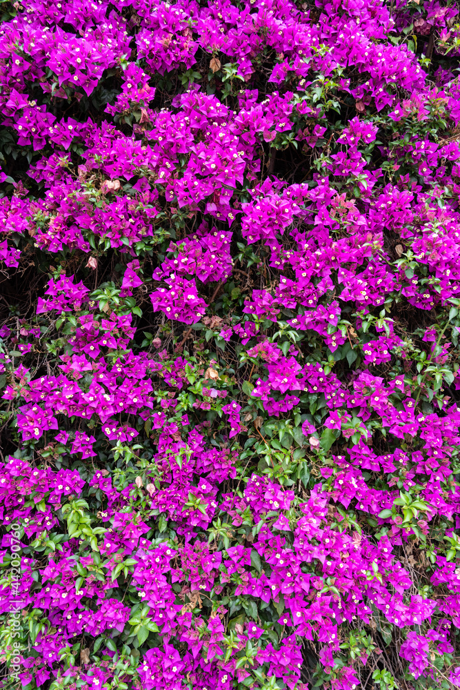 Pink Purple Flowers Blooming Background