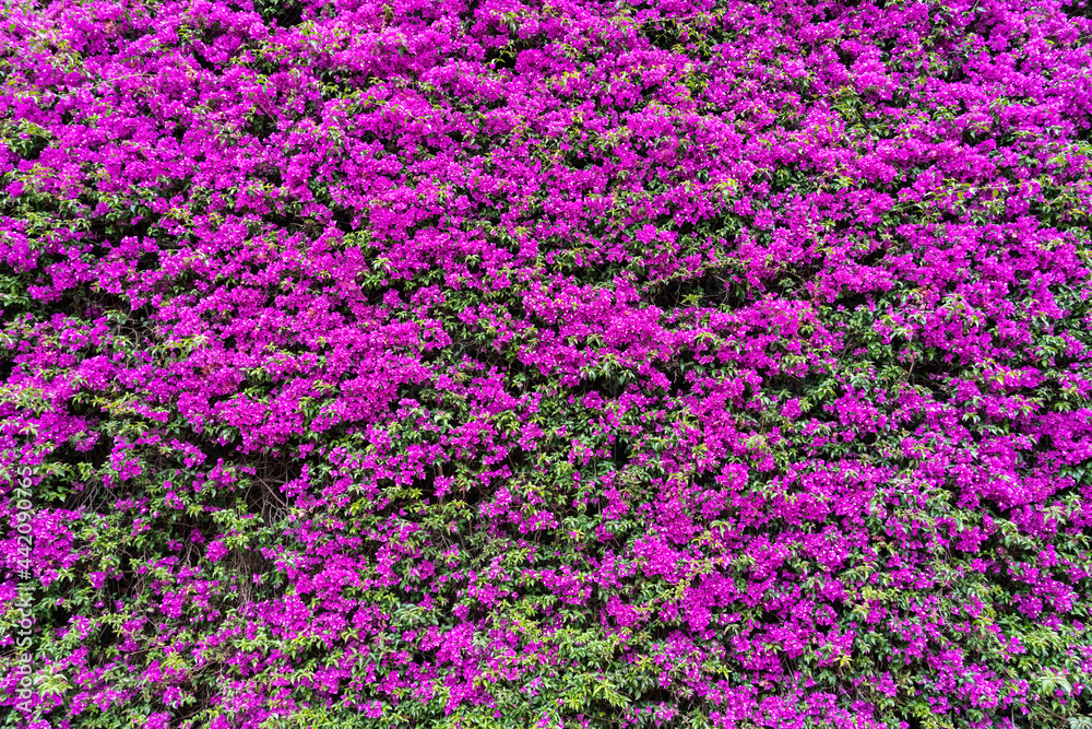 Pink Purple Flowers Blooming Background