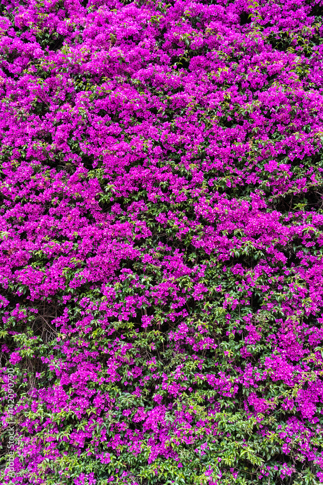 Pink Purple Flowers Blooming Background