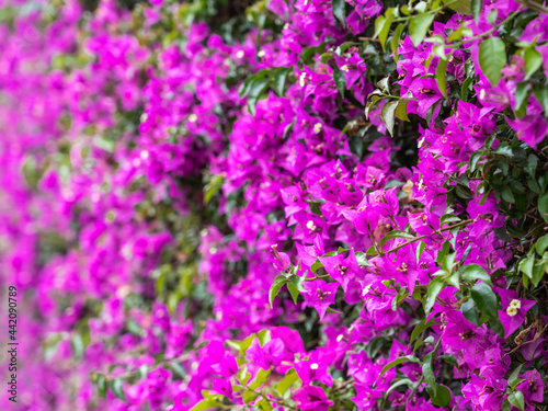 Pink Purple Flowers Blooming Background
