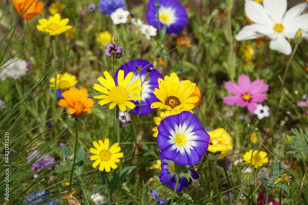 Blumenwiese Blumenwiese