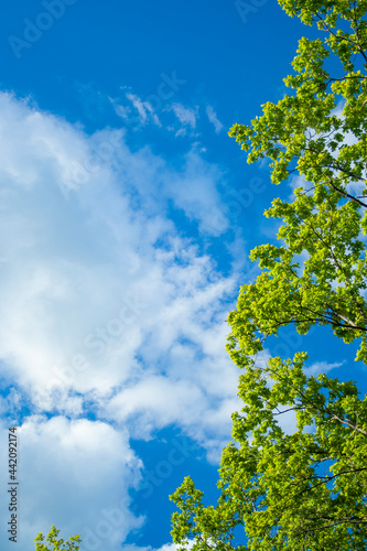 Green leaves and sky background. Fresh green leaves dense of Tilia or linden. tree and sky background