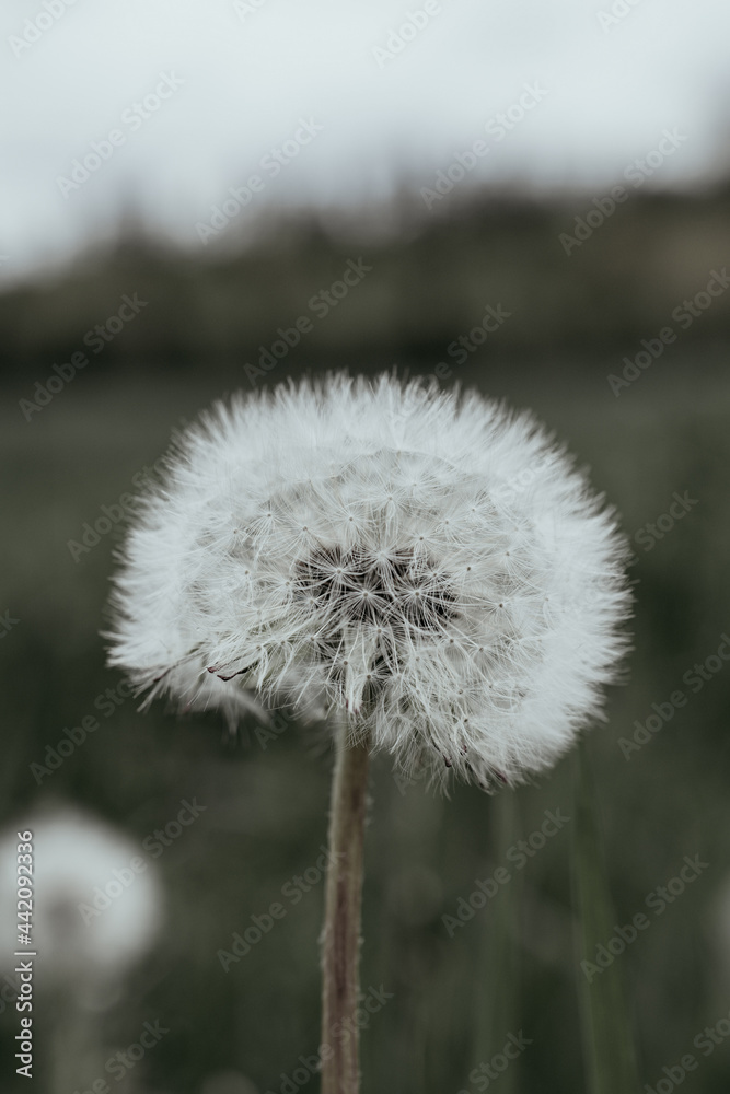 Obraz premium dandelion head