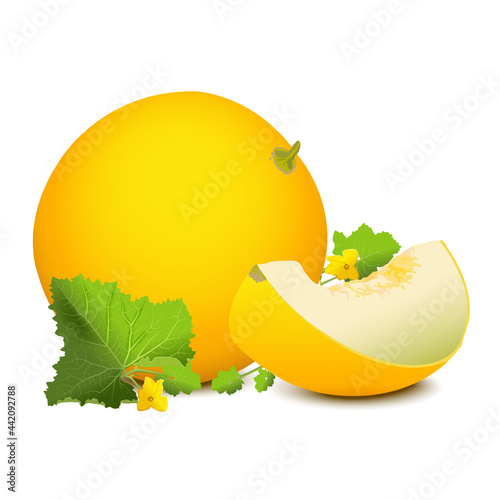 Yellow melon and a slice of melon next to it. Vector image on a white background.