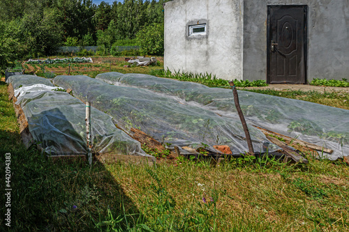 Garden beds with strawberries are covered with a cloth from pests