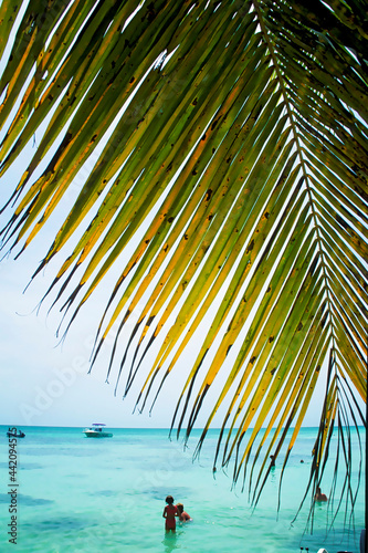 Plage de Barbade mer des Caraïbes dans une ambiance ciel bleu, mer turquoise et feuilles de palmier
